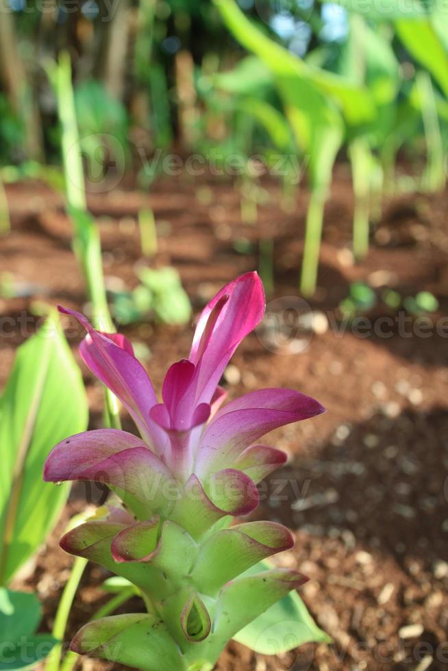 bela planta de flor de curcuma aromatica 13088168 Foto de stock no Vecteezy