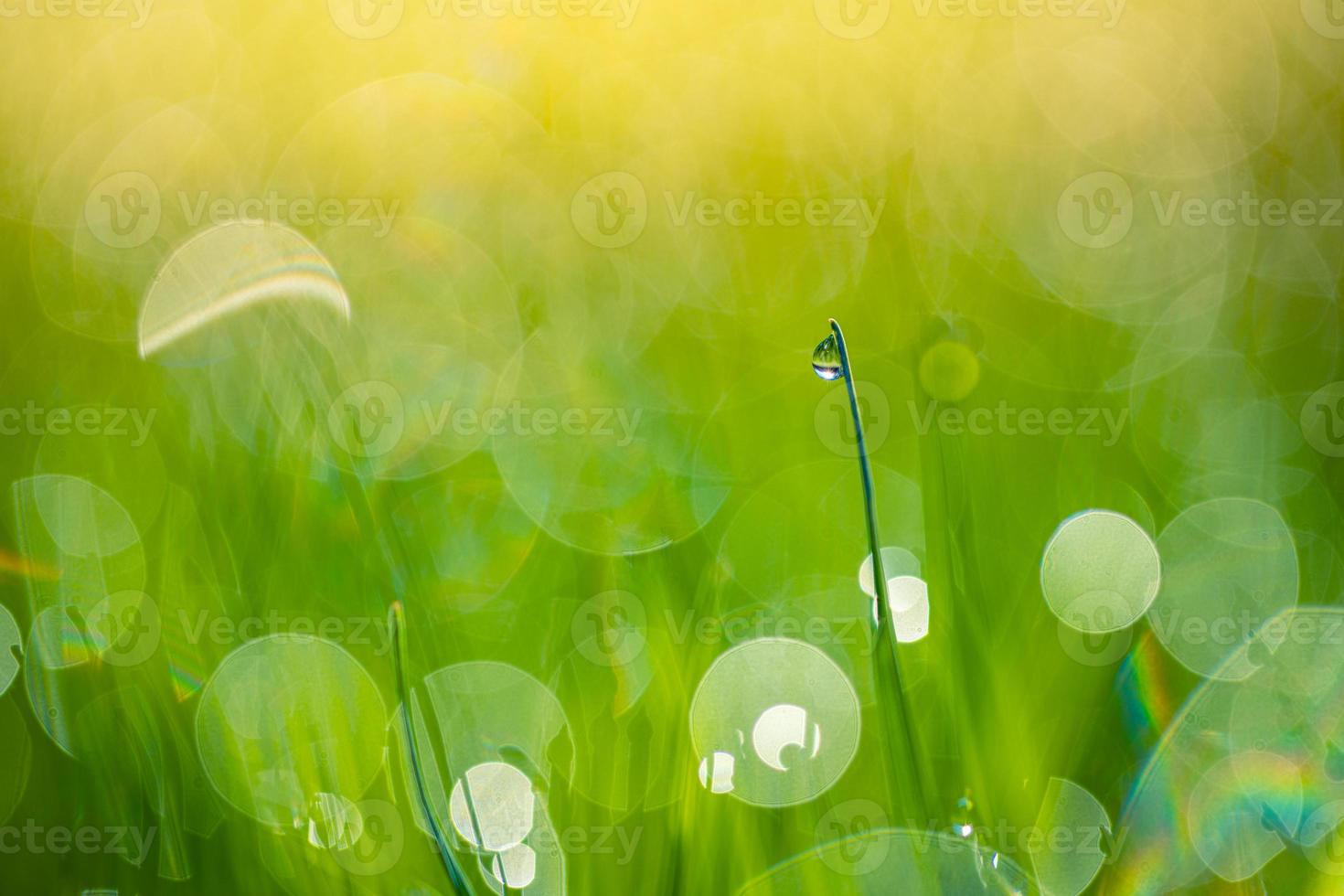 fundo desfocado abstrato de grama verde. bela grama verde em raios de sol. relaxante macro de folha verde. verão fresco brilhante ou fundo de natureza primavera. bandeira panorâmica da natureza foto