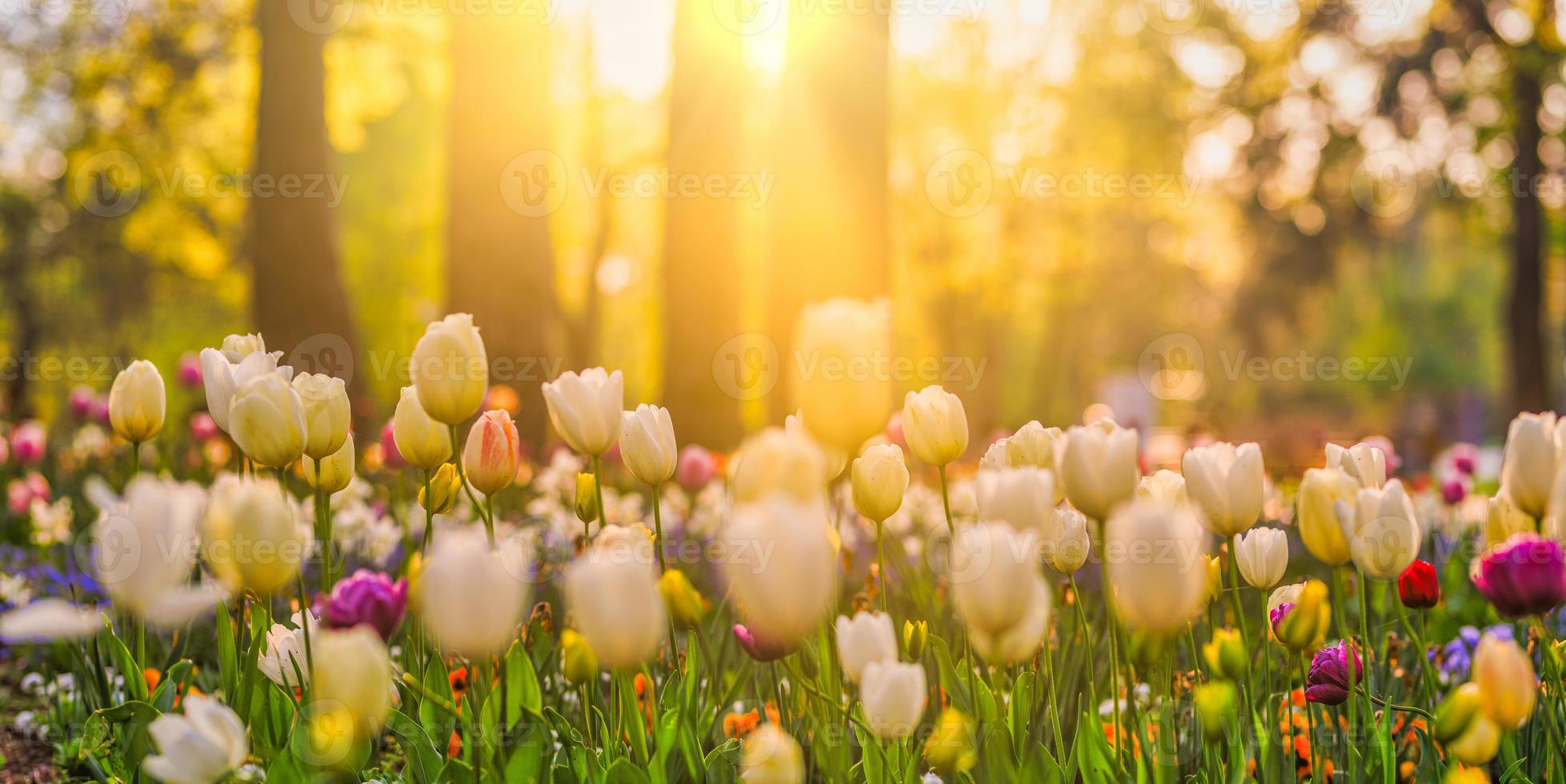 belo panorama de buquê de tulipas vermelhas brancas e rosa na natureza da primavera para design de cartão e banner web. closeup sereno, idílico romântico amor floral natureza paisagem. folhagem exuberante turva abstrata foto