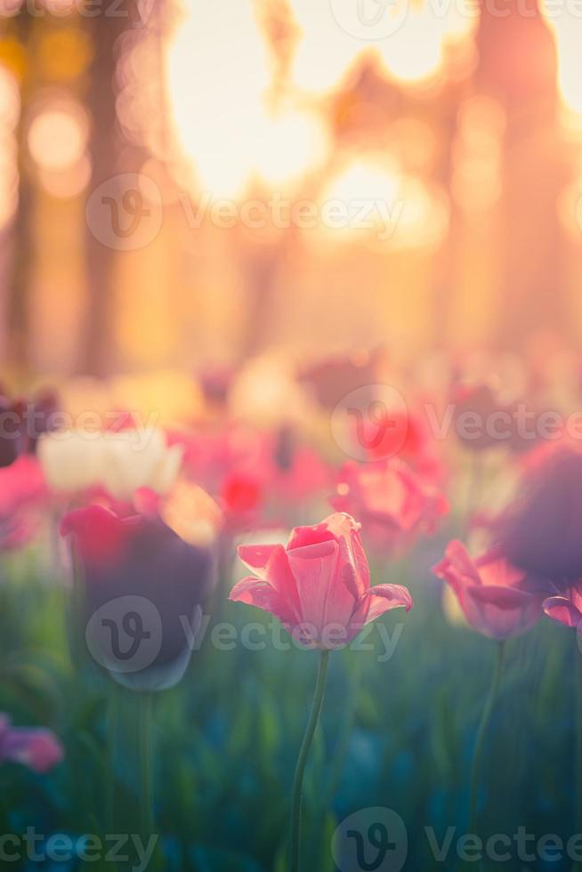 belo panorama de buquê de tulipas vermelhas brancas e rosa na natureza da primavera para design de cartão e banner web. closeup sereno, idílico romântico amor floral natureza paisagem. folhagem exuberante turva abstrata foto