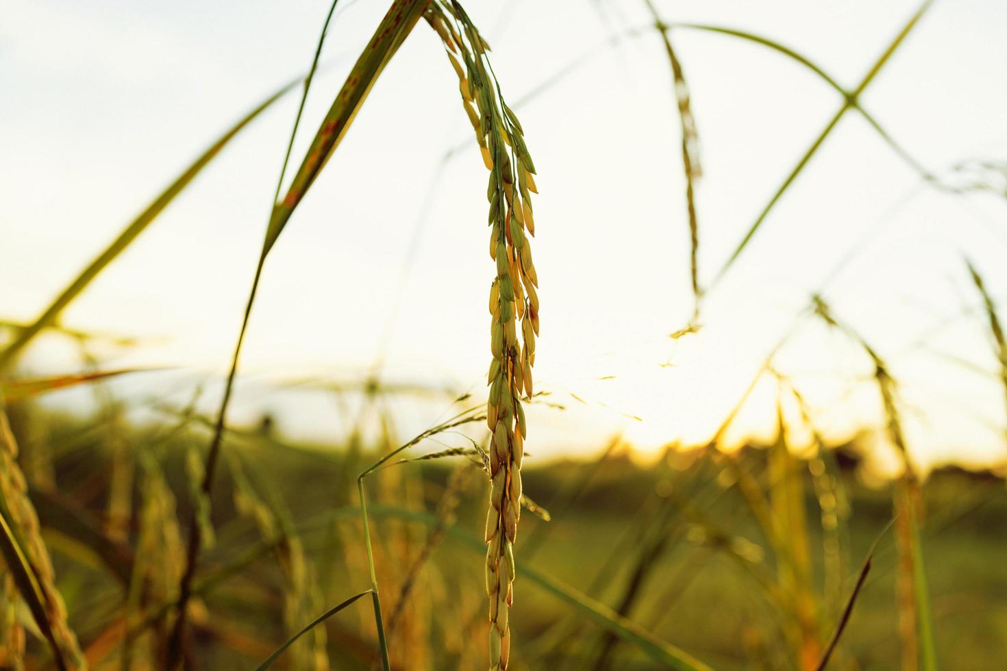 orelhas douradas de arroz no campo ao pôr do sol foto