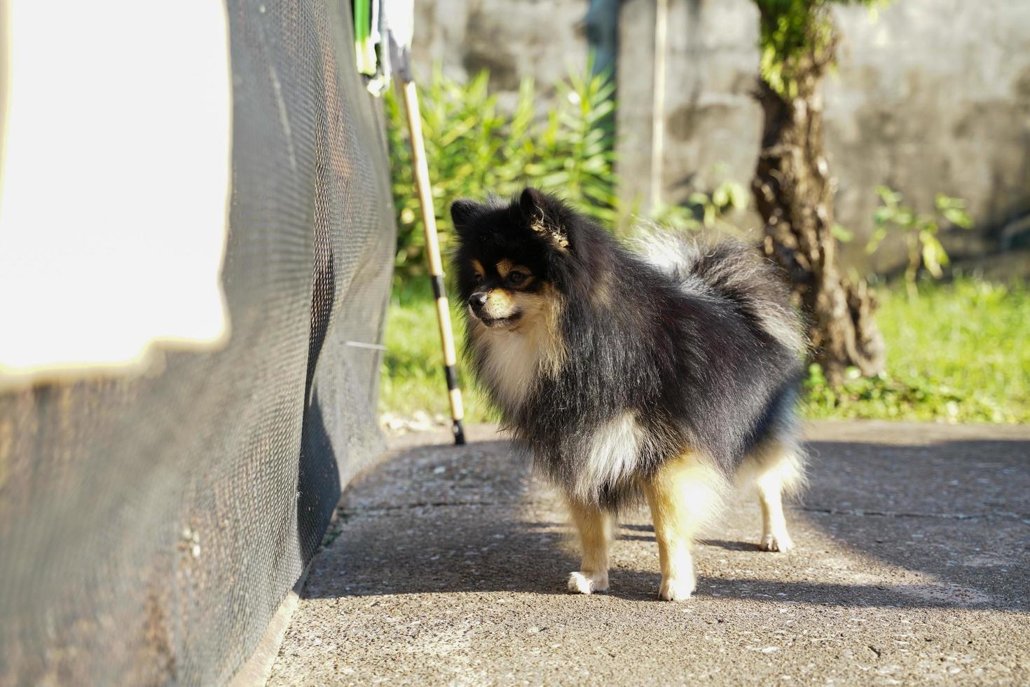 o pomeranian esperou por seu dono no chão de gesso em frente a sua casa. foto