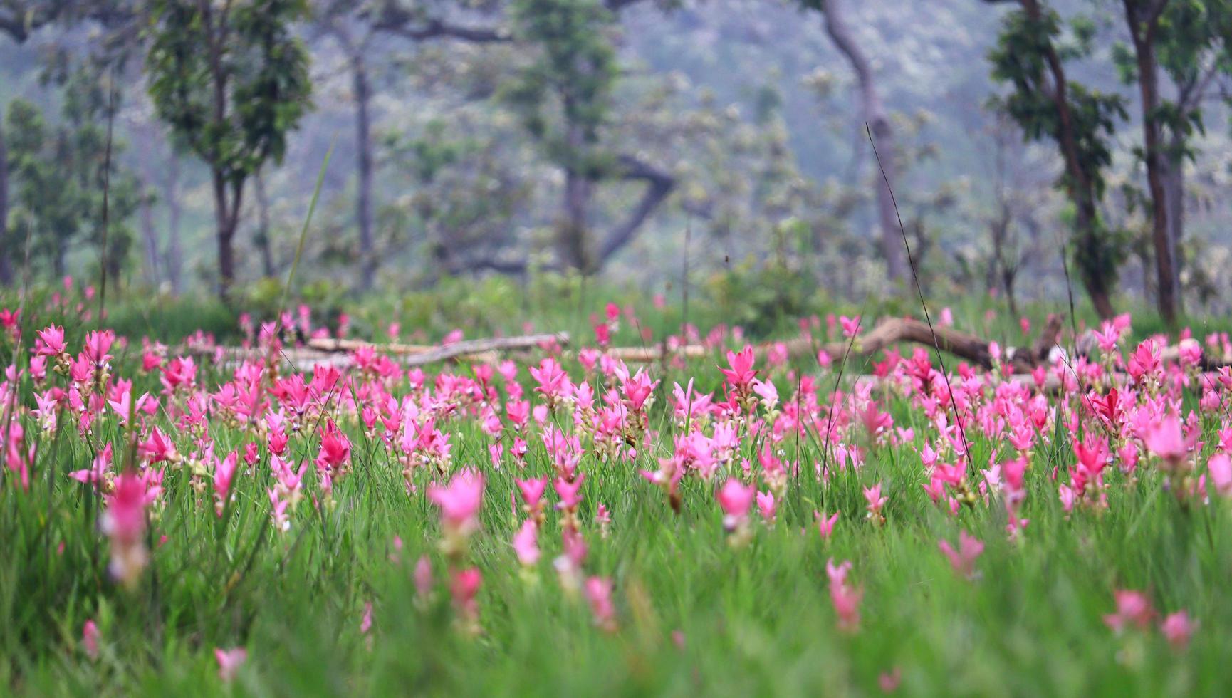 tulipas siam na floresta tropical foto