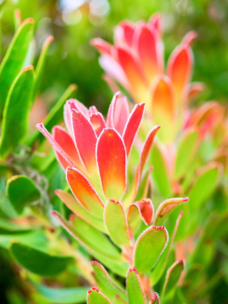 Pagota Protea vermelha foto