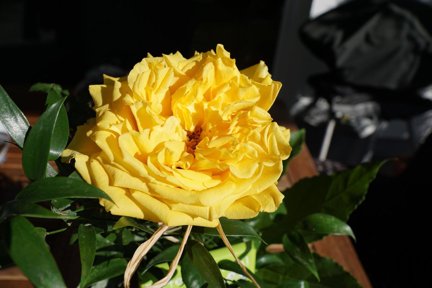 rosa amarela na primavera foto