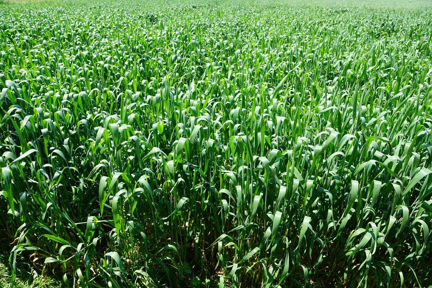 campo de milho verde foto