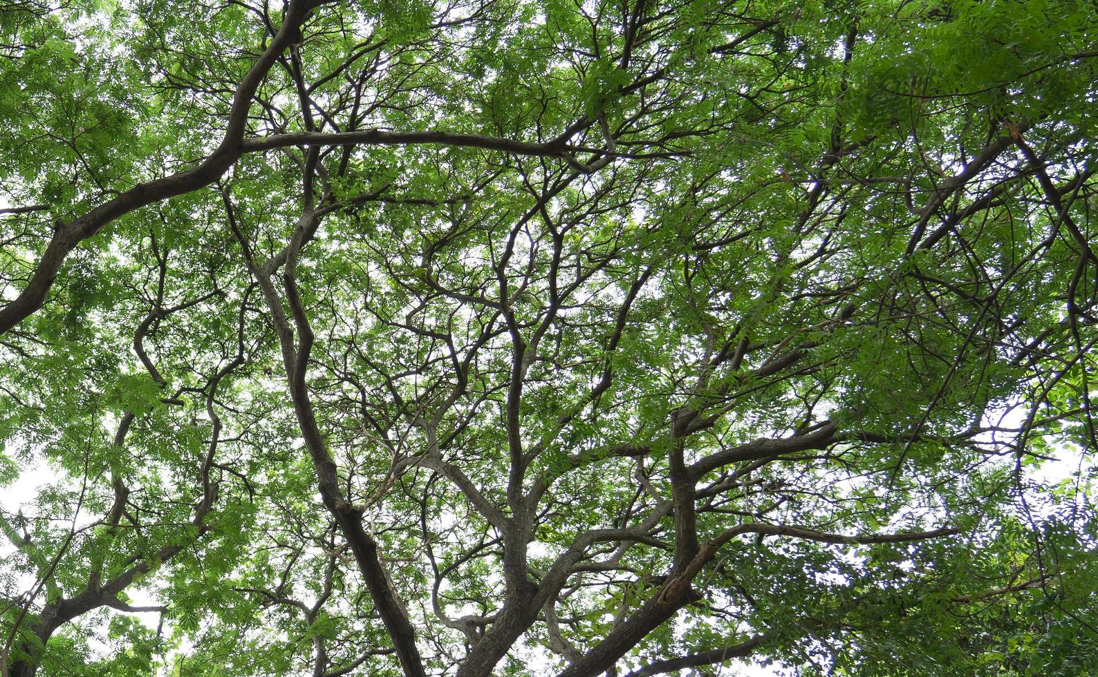 olhando para as folhas verdes com belos galhos de árvore. foto