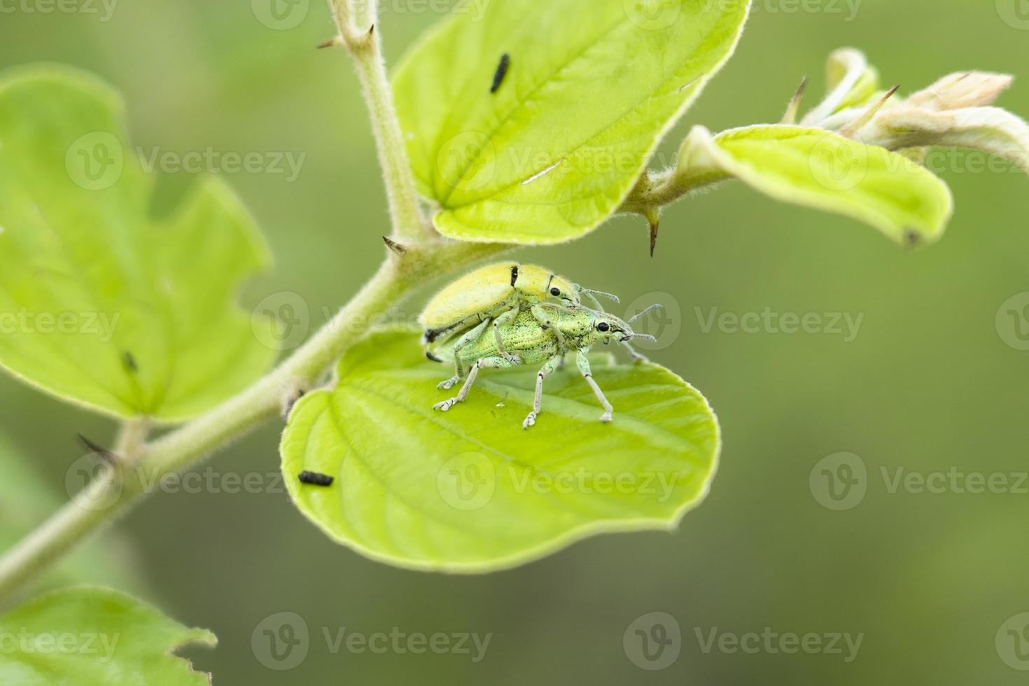 gorgulho verde ou focinho que se reproduzem em árvores de jujuba. gorgulho verde ou gorgulho do focinho pragas de insetos comedores de folhas, surtos e métodos de eliminação. insetos comendo as folhas. escaravelho foto