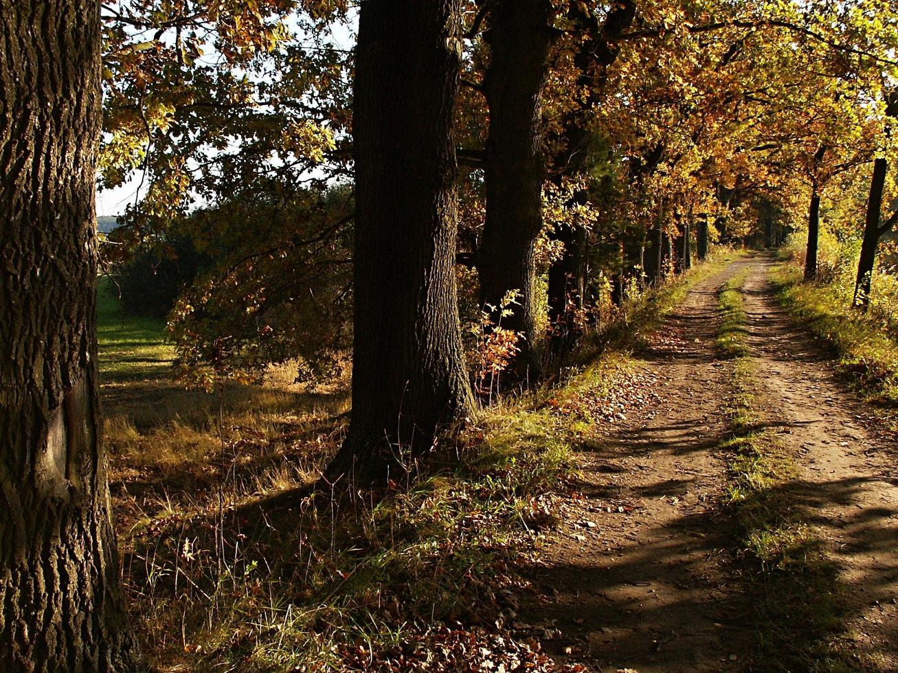 hora de ouro em uma estrada perto da floresta foto