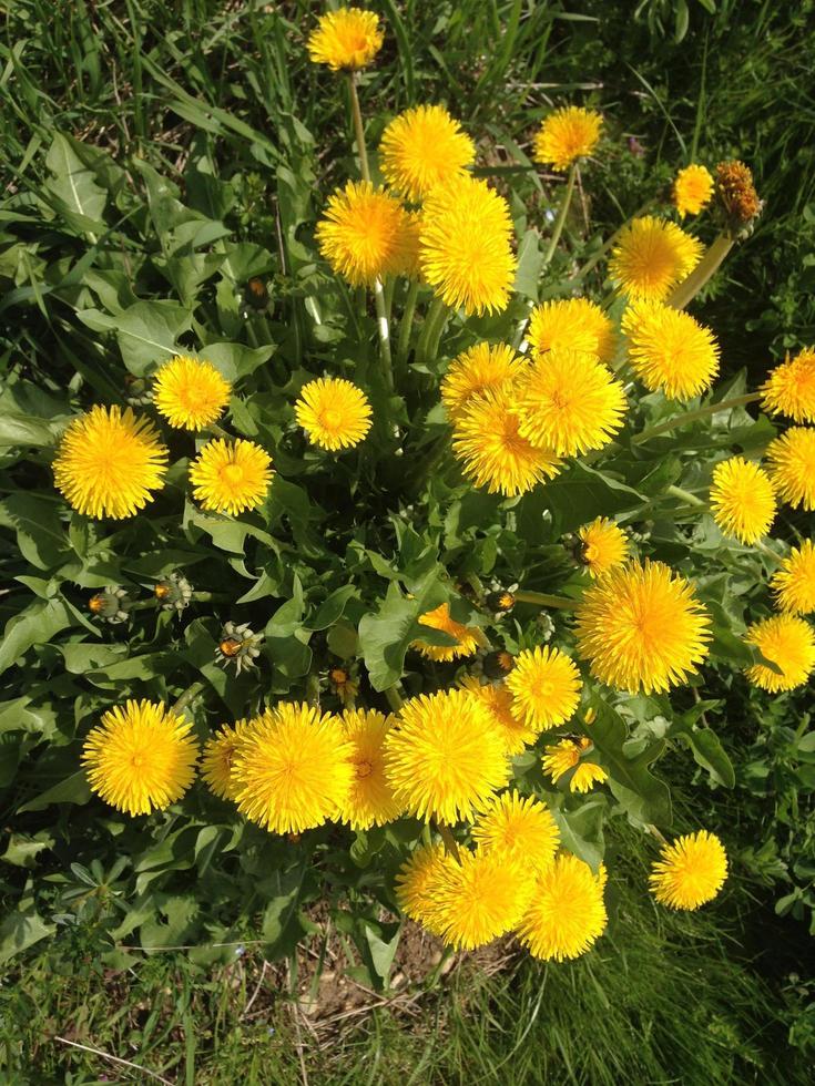 dente-de-leão amarelo no parque foto