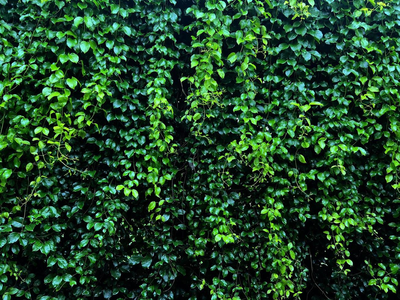 parede de plantas com cores verdes exuberantes, jardim de floresta de plantas de variedade nas paredes folha várias folhas de samambaia palmeiras e flores decoram no fundo da floresta tropical do jardim foto