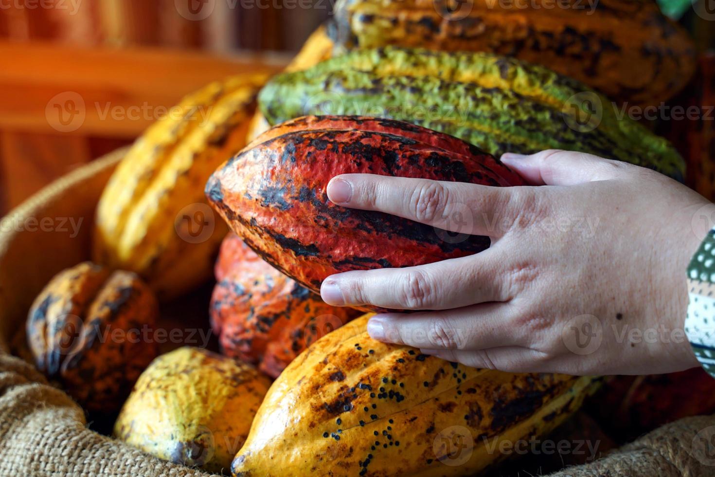 cacau, cacau, noz de chocolate. fruto em forma de mamão no tronco ou galhos. pele de cabaça, pele grossa, grãos de cacau são transformados em chocolate. foco suave e seletivo. foto