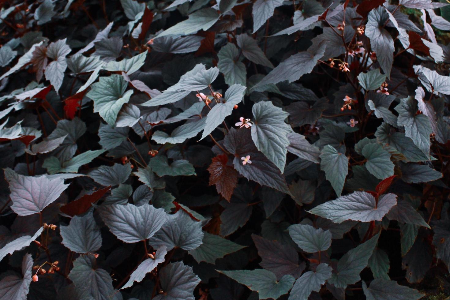 folhas de plantas de begônia foto