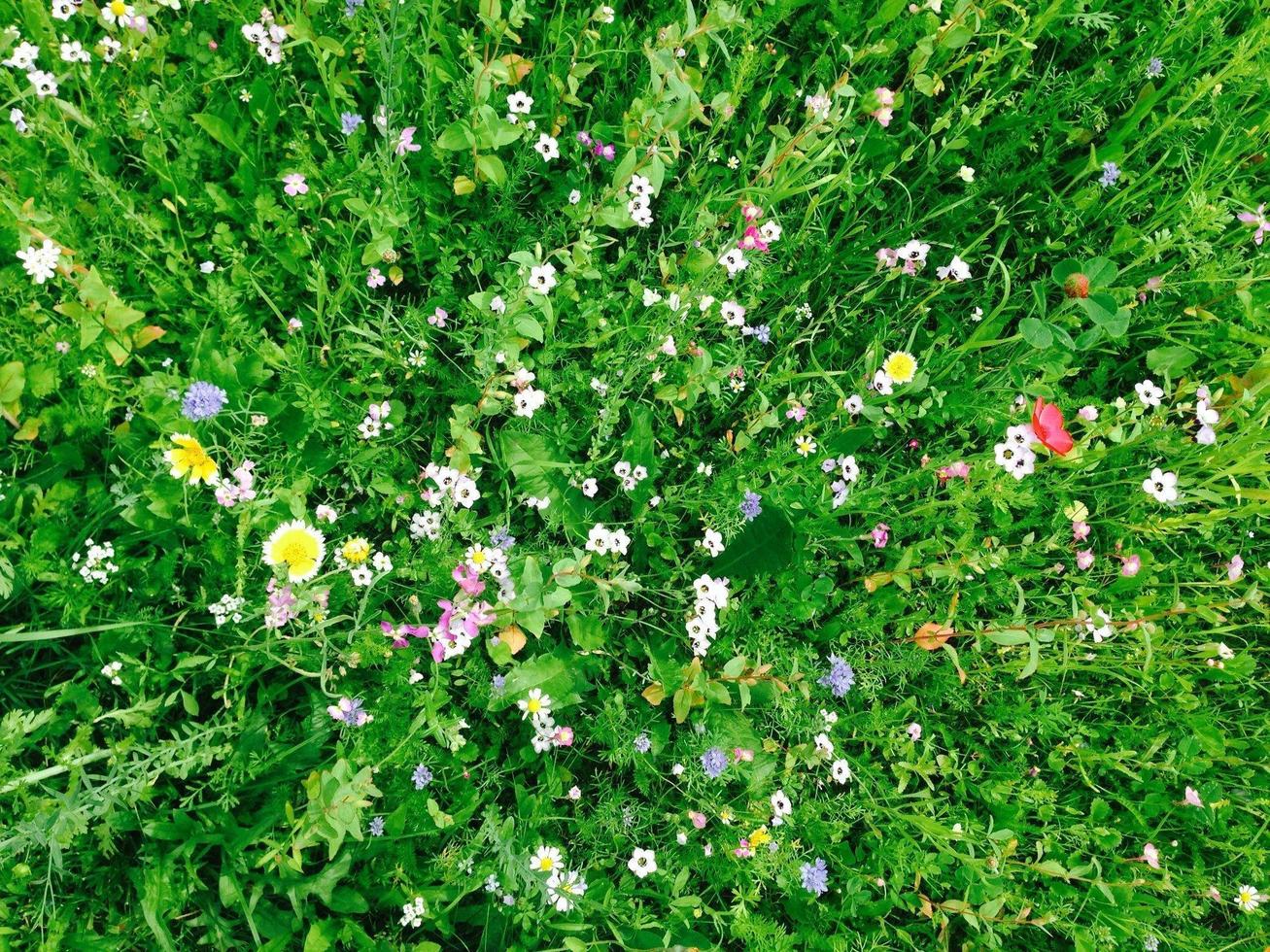 campo de flores no verão foto