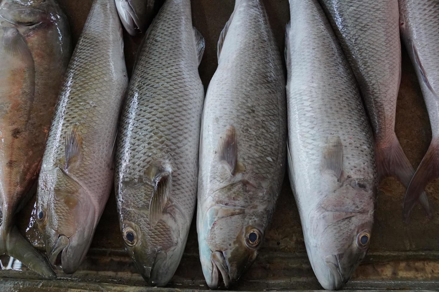 peixes crus no mercado foto