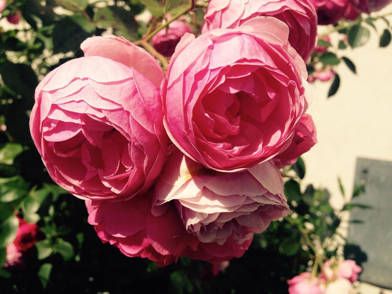 rosas cor de rosa no jardim foto