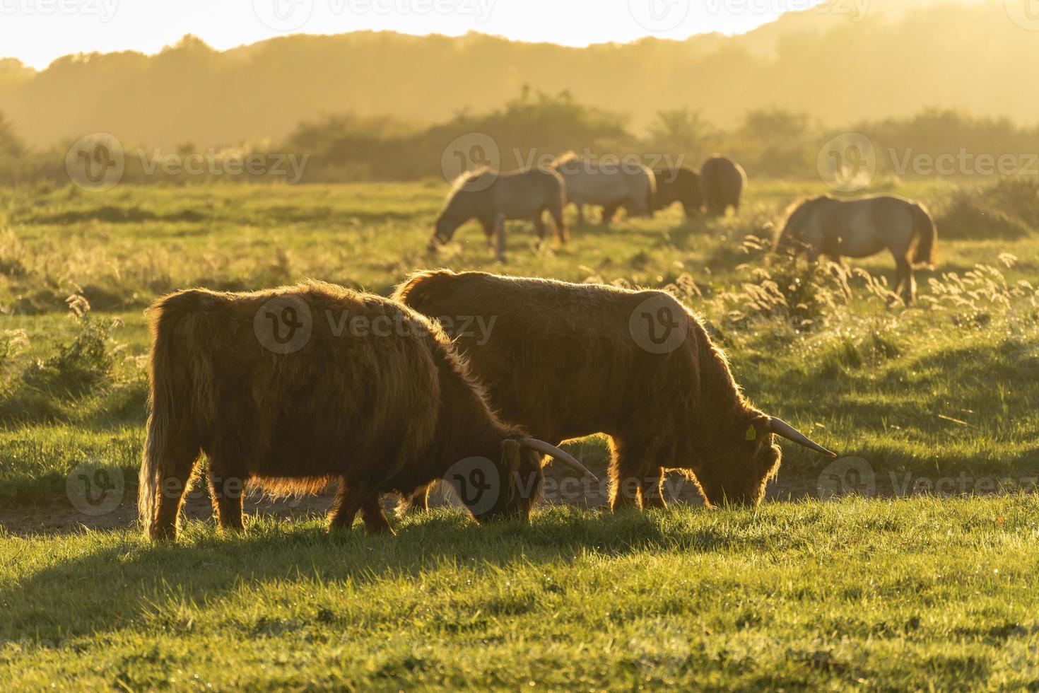 vacas montanhesas nas dunas de wassenaar na holanda. foto