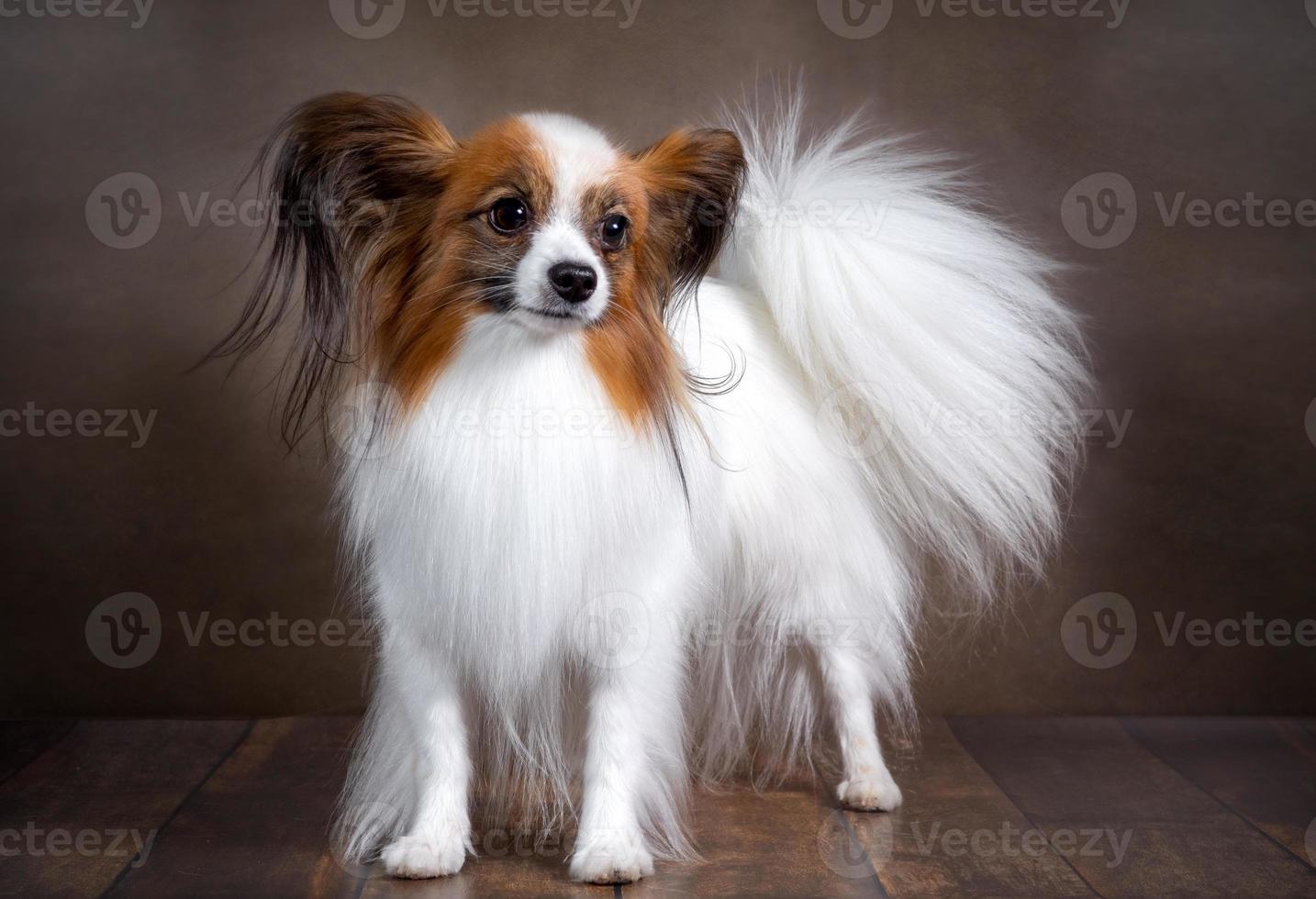 foto de estúdio de um adorável cão papillon em um fundo escuro