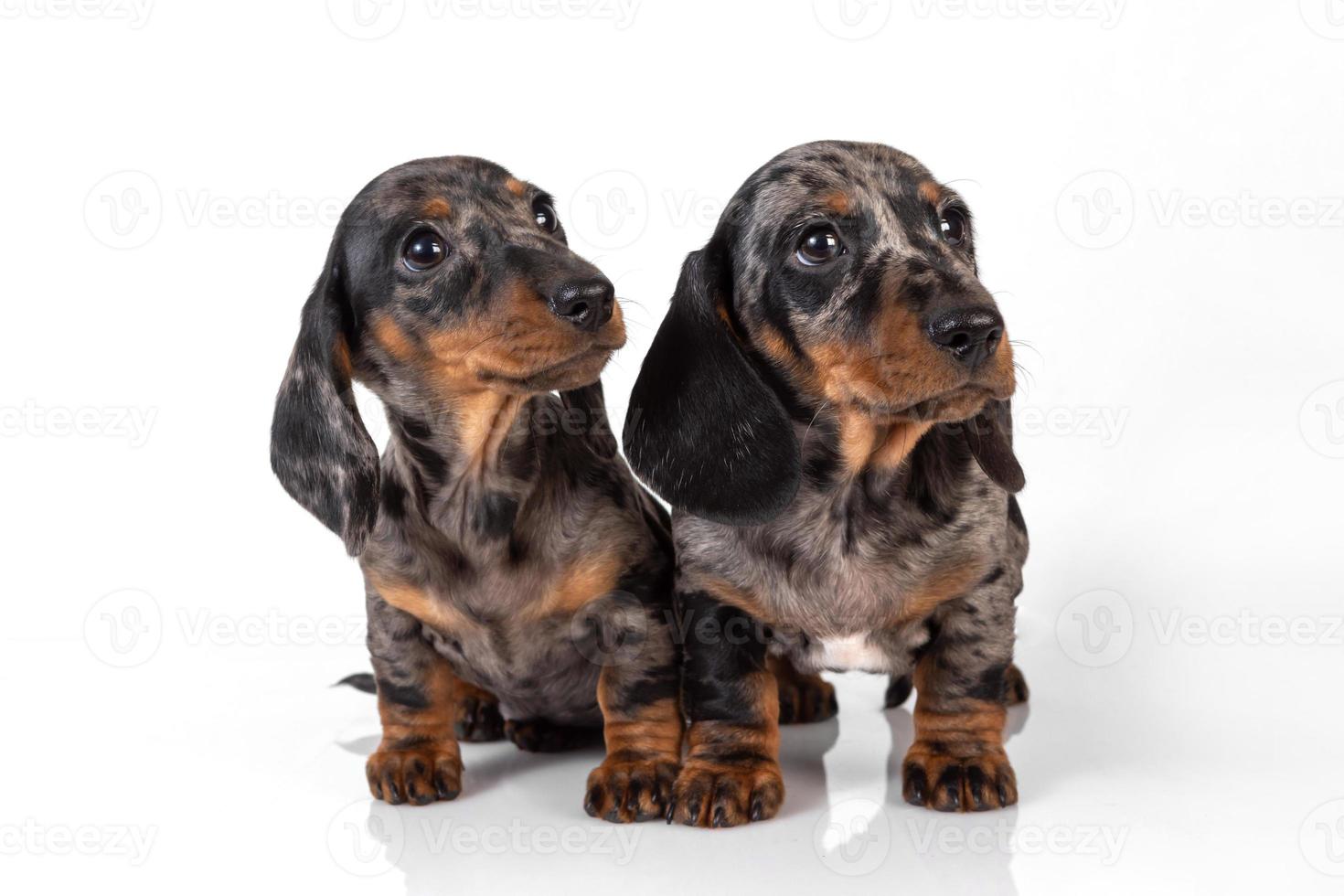 um par de cachorrinhos de dachshund de pelo liso de mármore se cansaram da sessão de fotos e adormeceram um em cima do outro