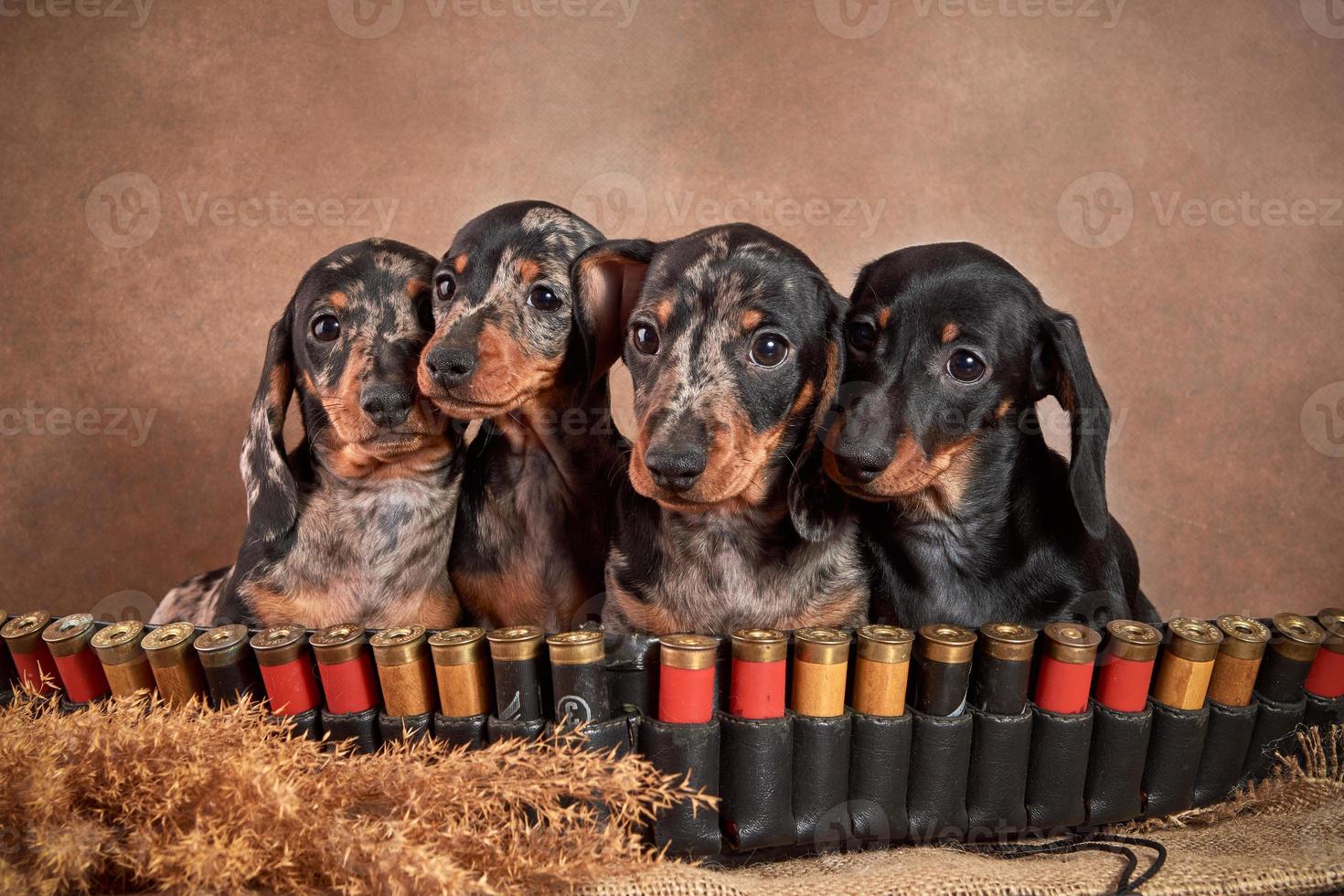 quatro lindos cachorrinhos dachshund cor de mármore estão sentados com uma bandoleira e cartuchos. h conceito de cão de caça foto