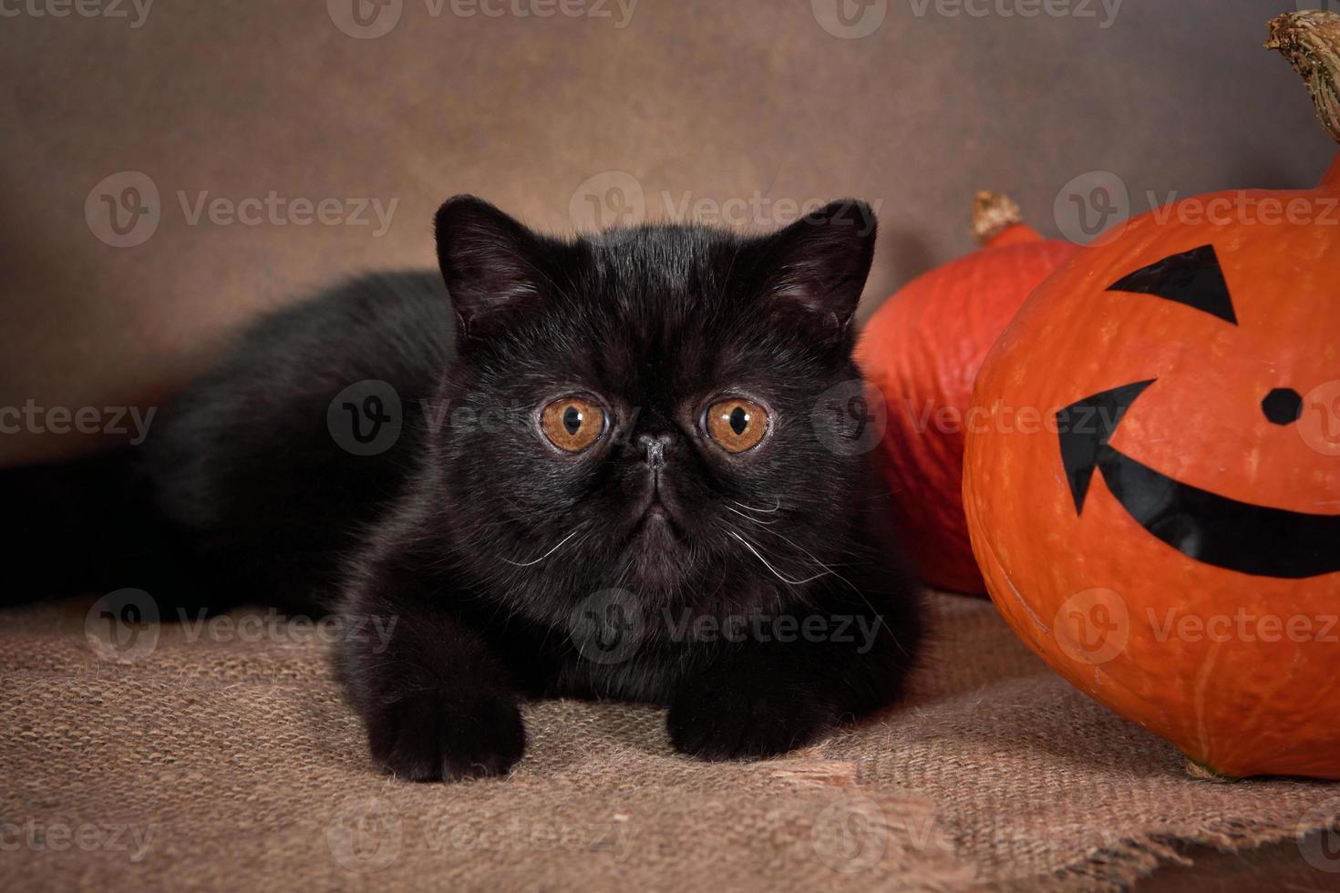 raça de gato preto exótico com abóbora de halloween em fundo marrom. foto