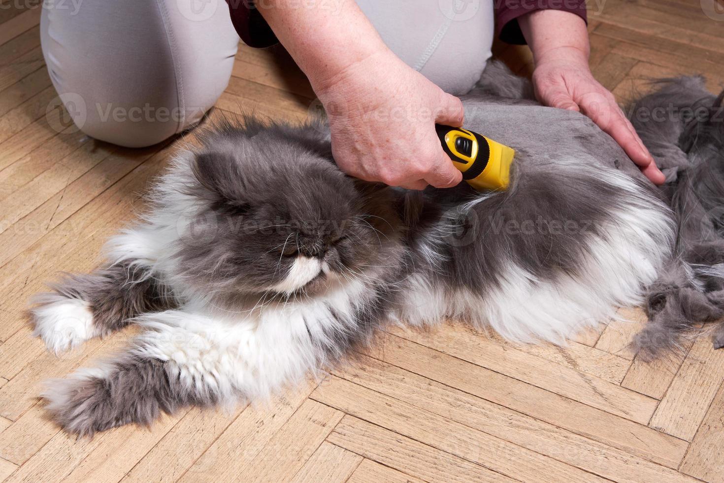 corte de cabelo de um gato persa cinza fofo em casa foto