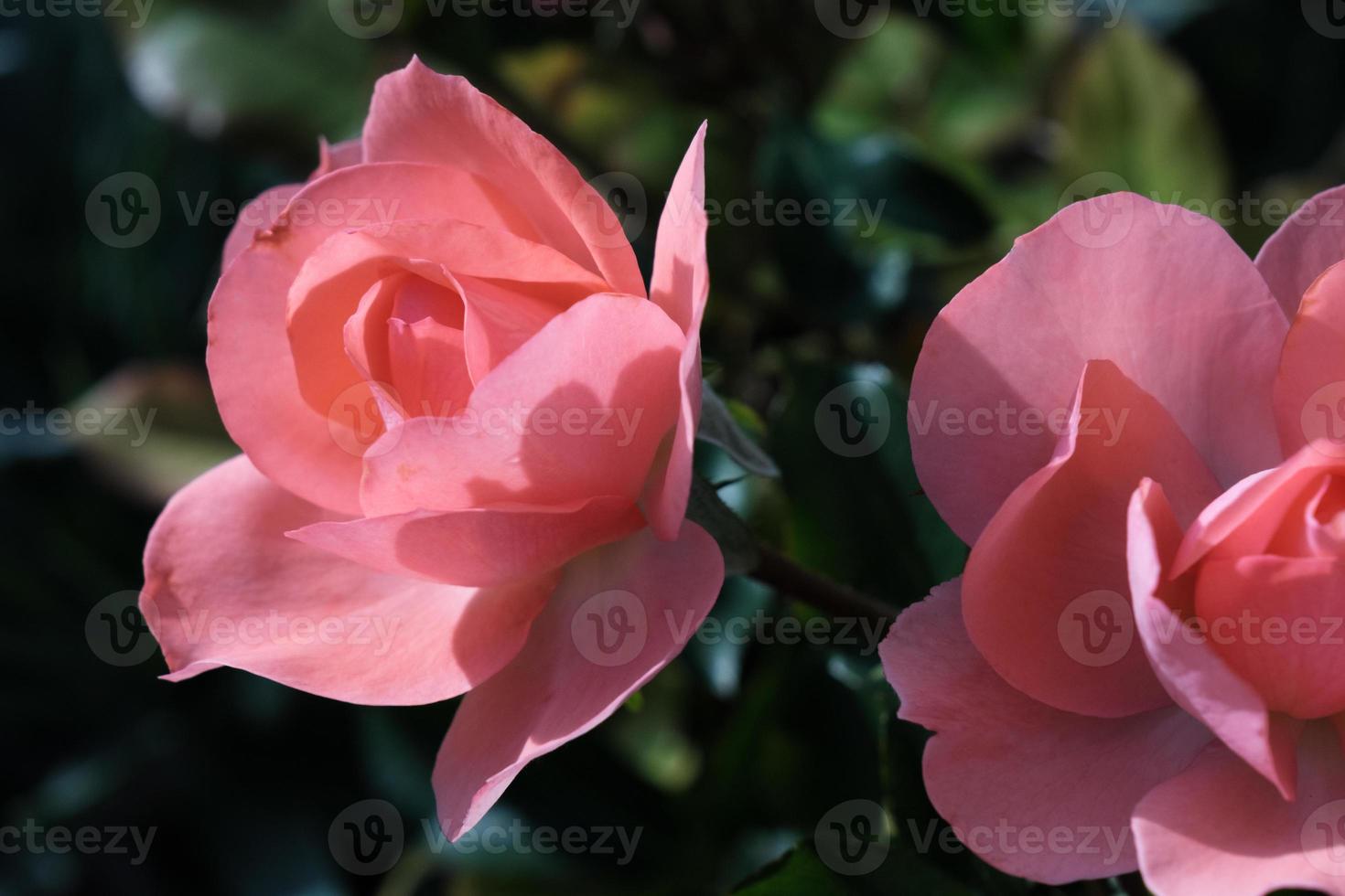 closeup planta rosa vermelha brilhante ao ar livre, flor rosa rosa natural com belas pétalas, um botão colorido da flor selvagem desabrochando no jardim de verão, amor e fundo romântico. foto