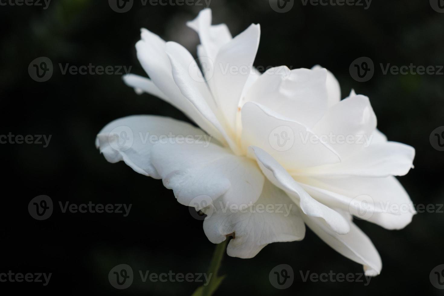 planta rosa branca isolada em preto, closeup, ao ar livre, flor rosa brilhante natural com belas pétalas, um botão colorido da flor selvagem desabrochando no jardim de verão, amor e fundo romântico. foto