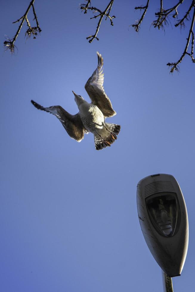 pássaro no céu foto