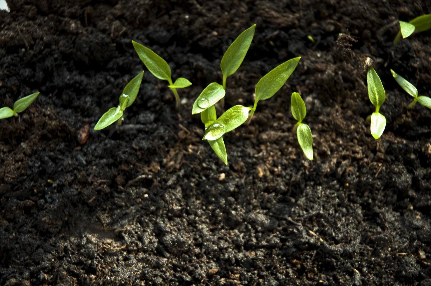 pequenas plantas verdes brotando foto