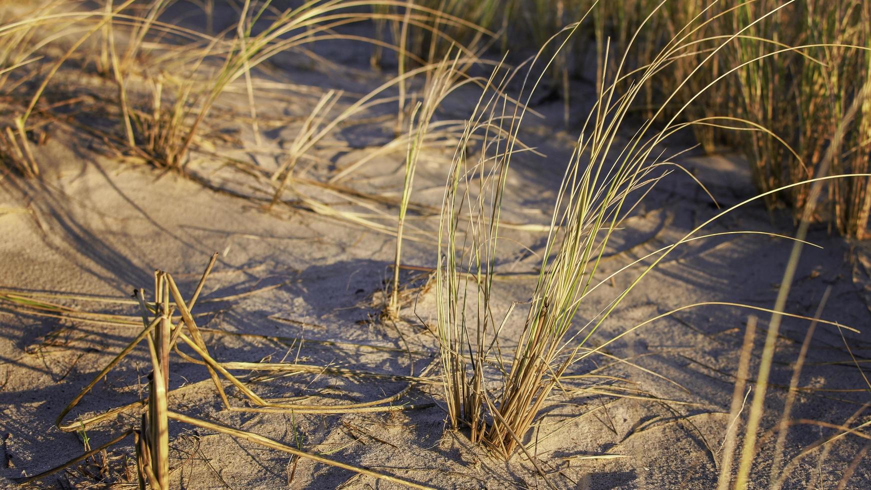 grama de duna costeira foto