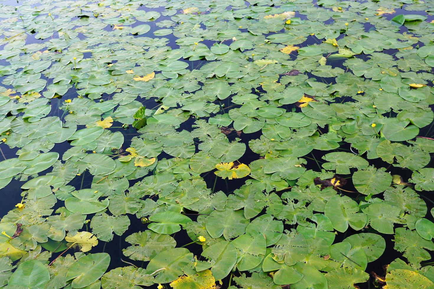 nenúfares em uma lagoa foto