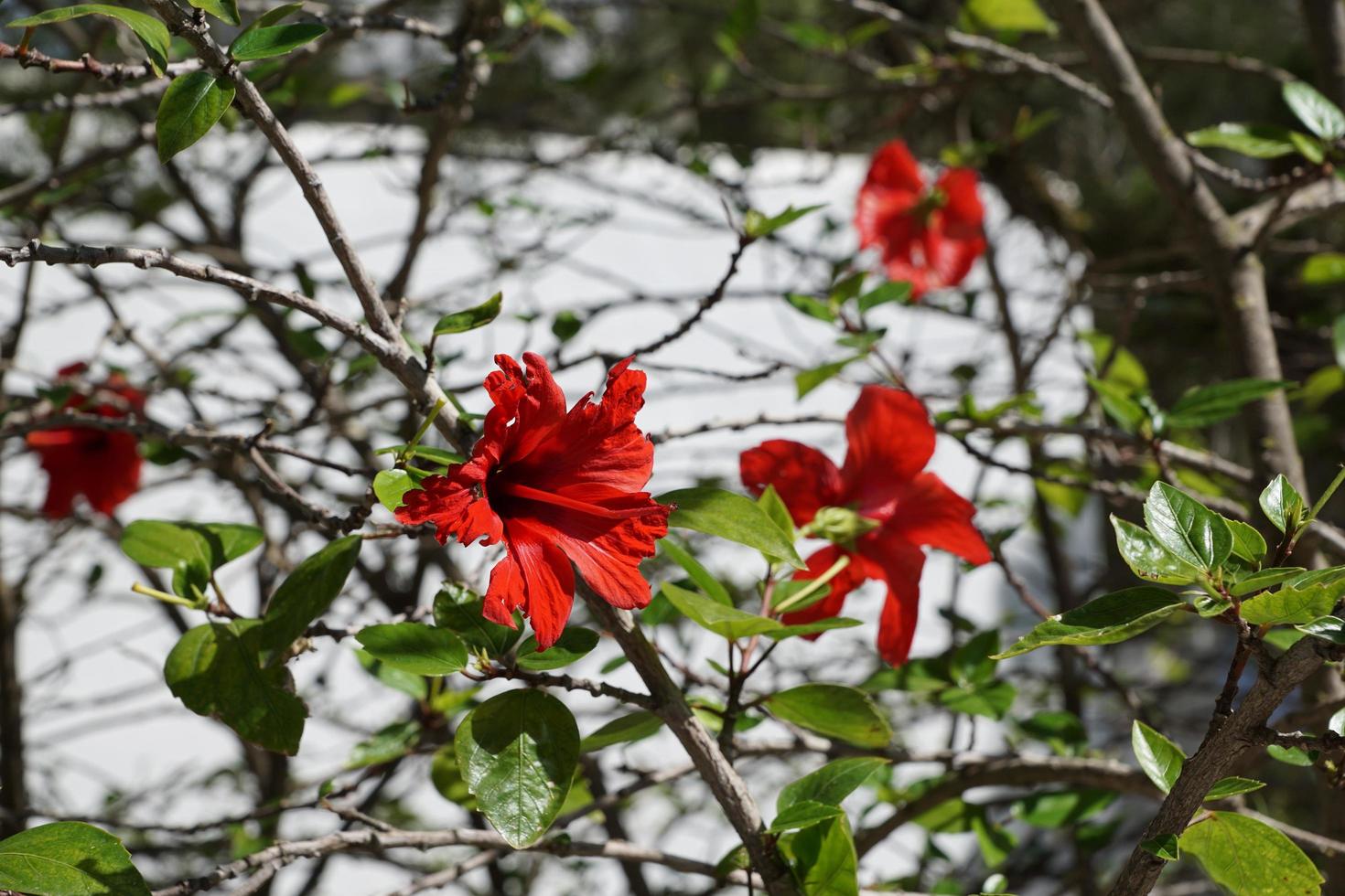 hibiscos na primavera foto