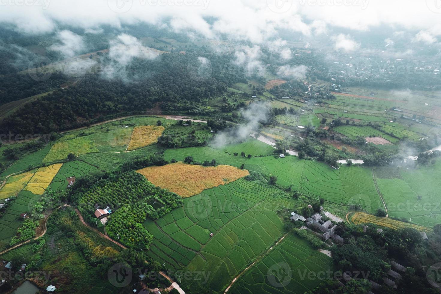 campo de arroz pela manhã na ásia foto