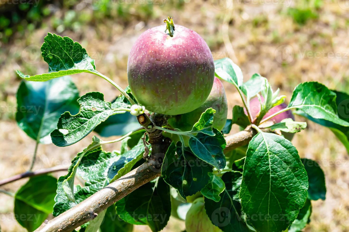 fotografia sobre o tema lindo ramo de frutas macieira foto