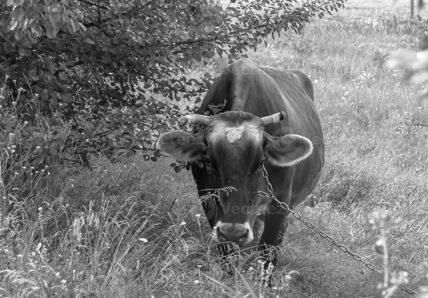 fotografia sobre o tema bela vaca leiteira grande foto