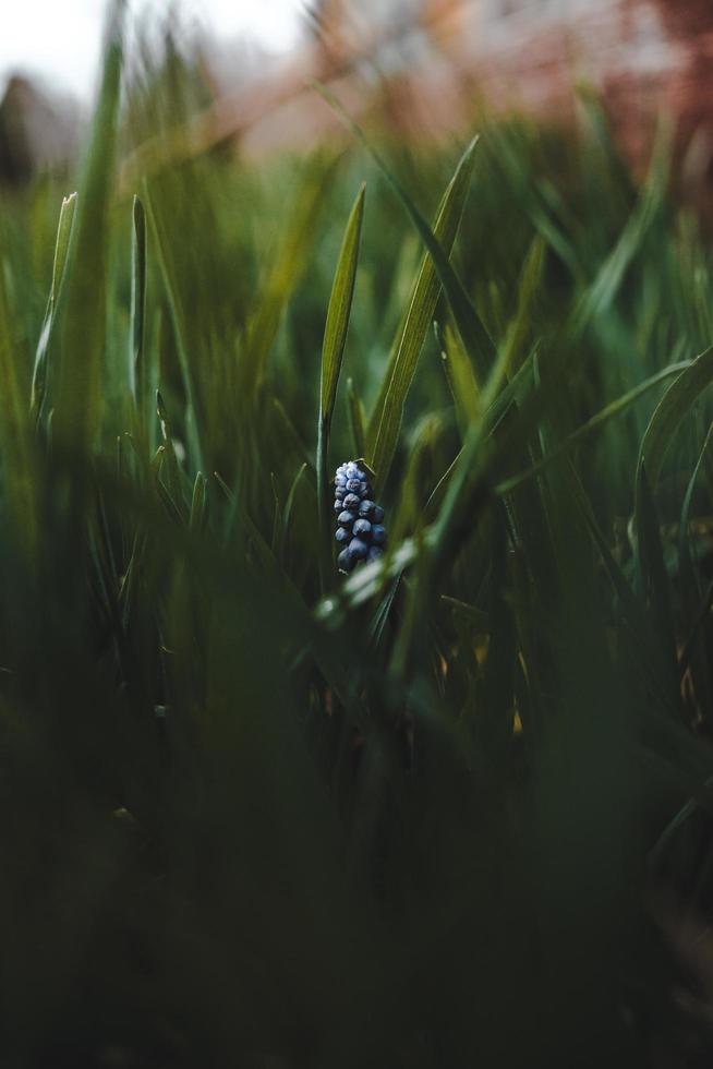 flor em forma de fruta azul foto