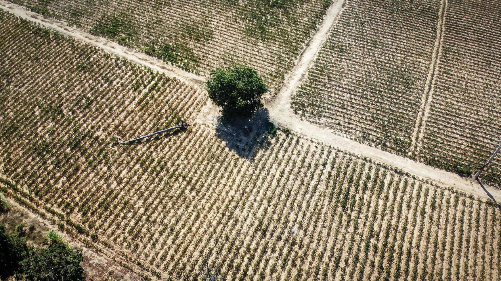 vista aérea, parcela agrícola, condições de seca após a época de colheita, fotografia de drone. foto