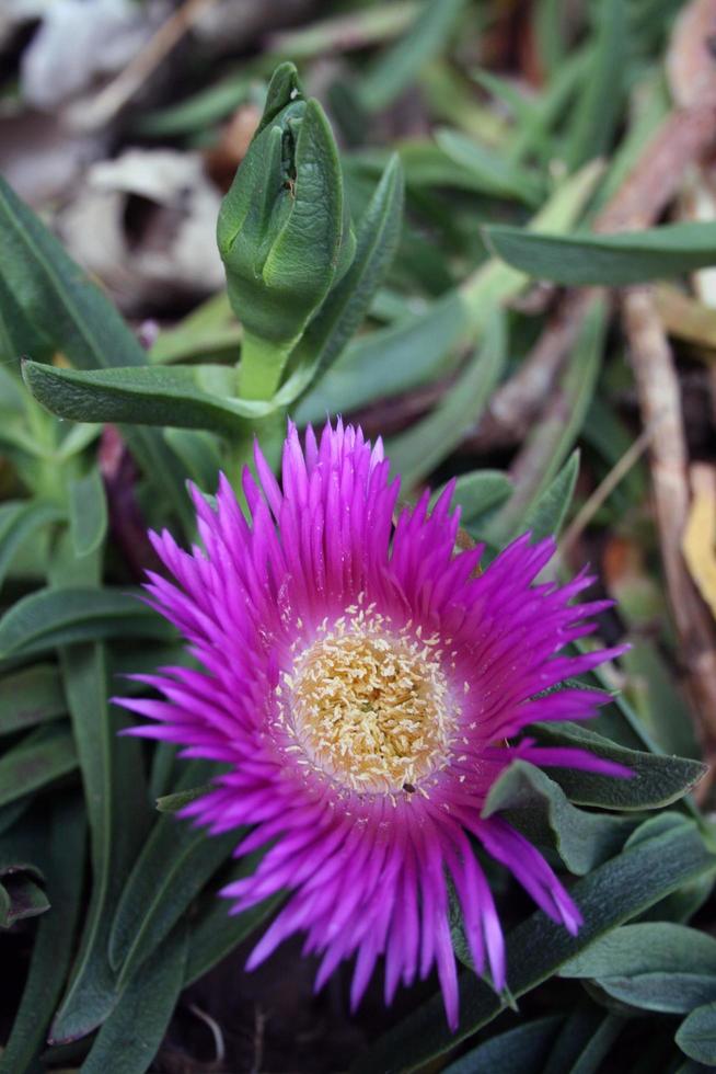 flor roxa em um jardim foto