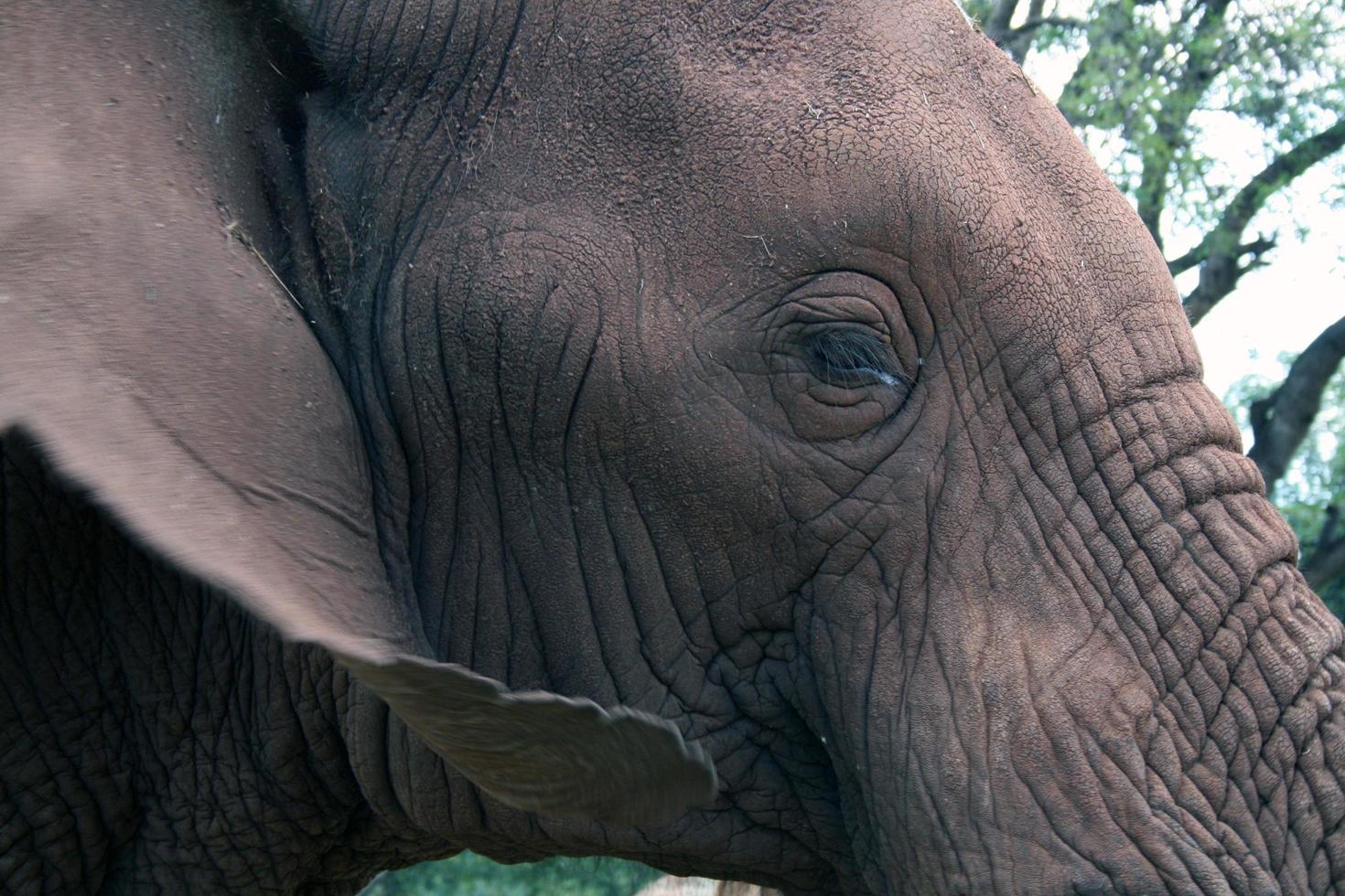 olho de elefante africano foto