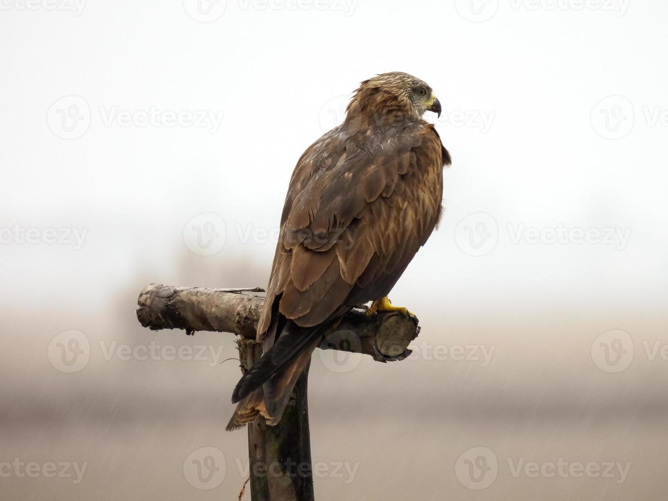 a pipa preta milvus migrans foto