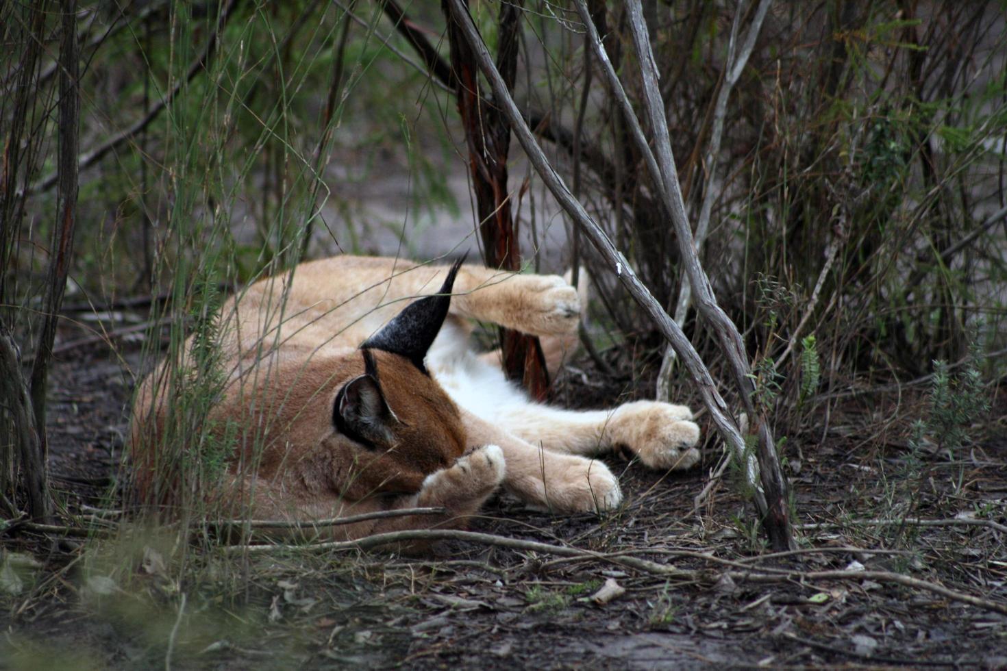 gato selvagem sul africano foto