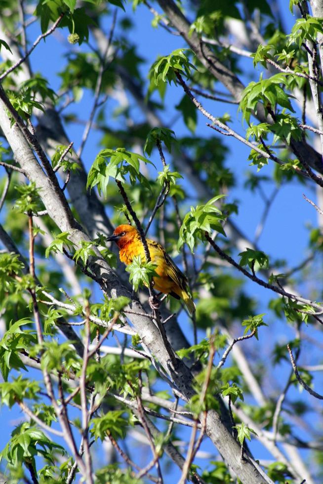 pássaro vermelho e amarelo em uma árvore foto