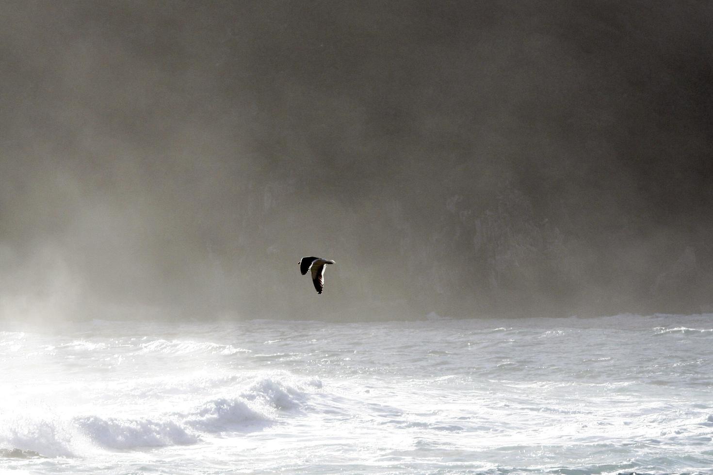 pássaro voando acima das ondas do oceano foto