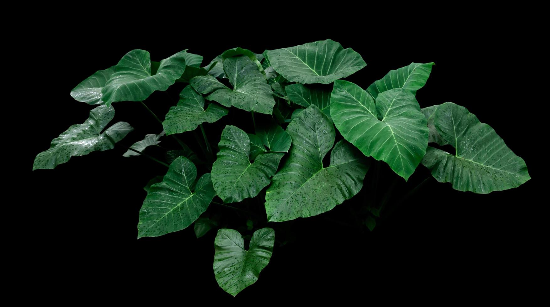 folhas de monstera tropical foto