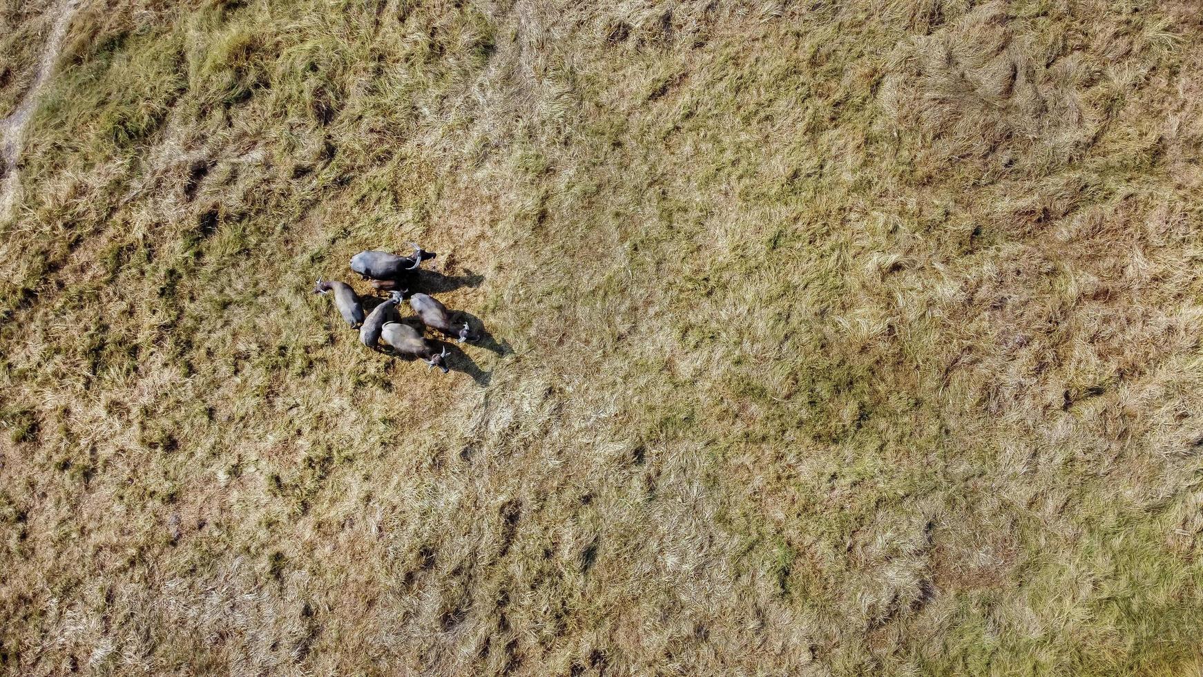 vista aérea de um grupo de búfalos em um prado quente e seco foto