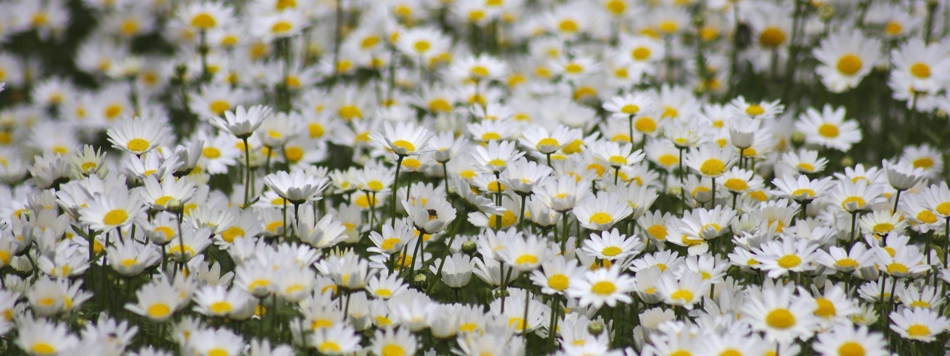 close-up de uma cama de margaridas foto