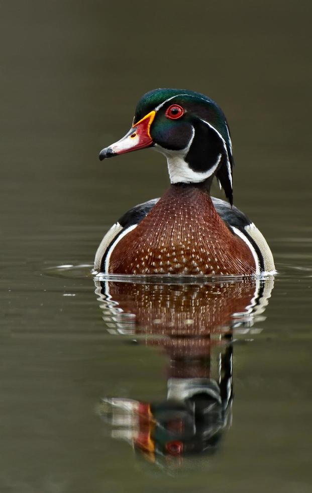 close-up de um pato-real marrom e vermelho foto