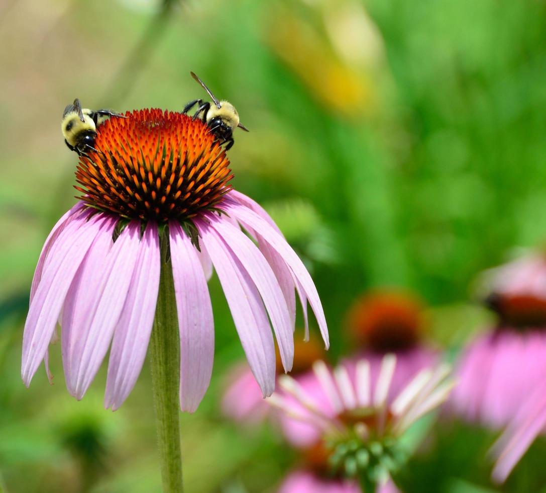 abelhas em uma flor de cone foto