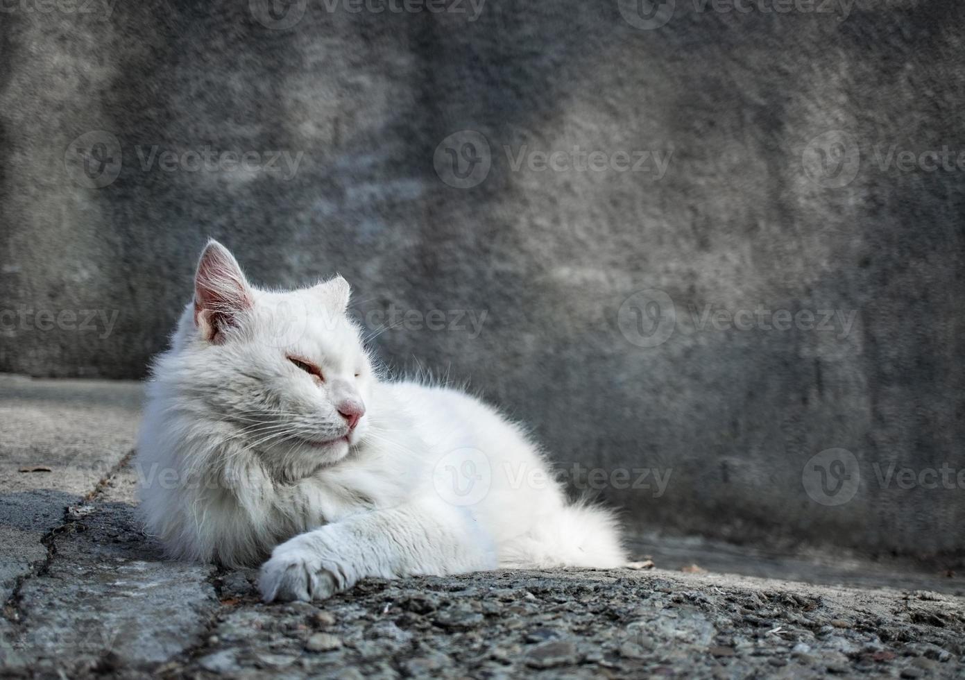 grande gato de rua branco em um fundo cinza se aquecendo ao sol foto